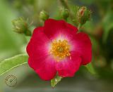 Dog Rose 9Y045D-004
